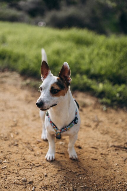 Parson Russell Terrier