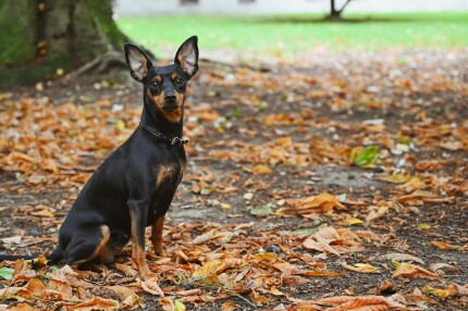 Pinscher Nain