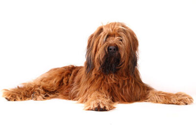 Briard