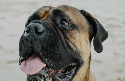 Bullmastiff