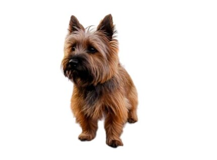 Cairn Terrier