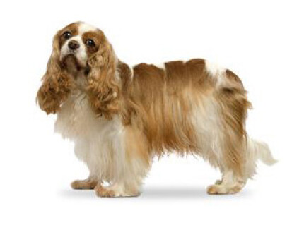 Cavalier King Charles