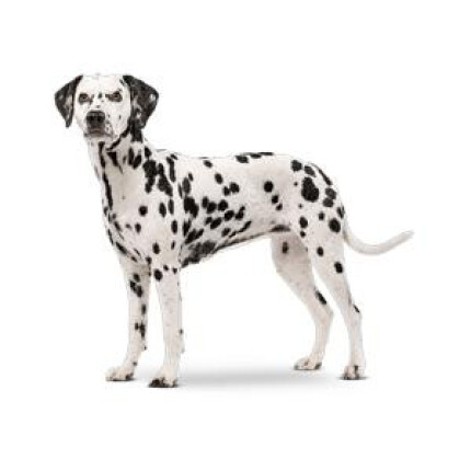 Dalmatien
