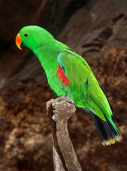 Eclectus