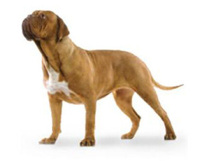 Dogue de Bordeaux