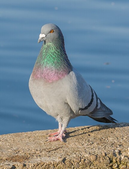 Pigeon domestique