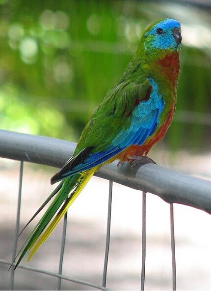 Perruche turquoisine