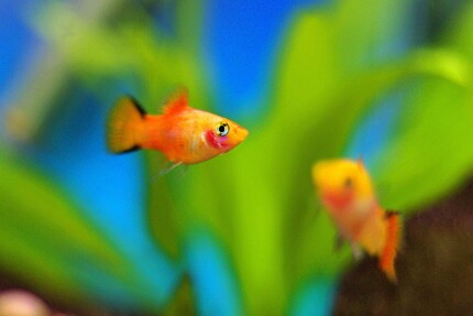 Platy orange dans un aquarium