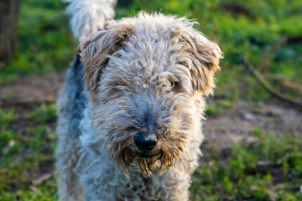 Fox Terrier