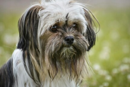 Lhassa Apso
