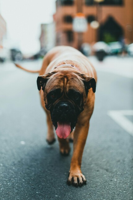 Mastiff Anglais