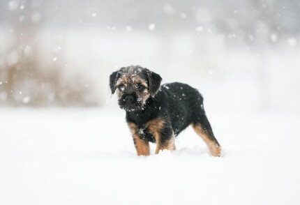 Border Terrier