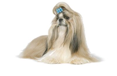 Shih Tzu
