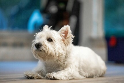 West Highland Terrier