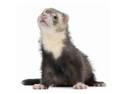 Furet