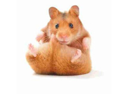Hamster