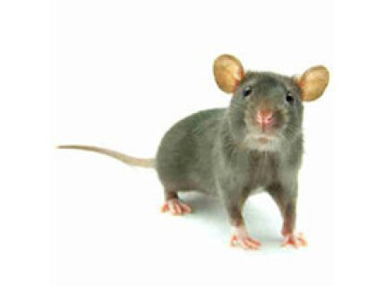 Rat