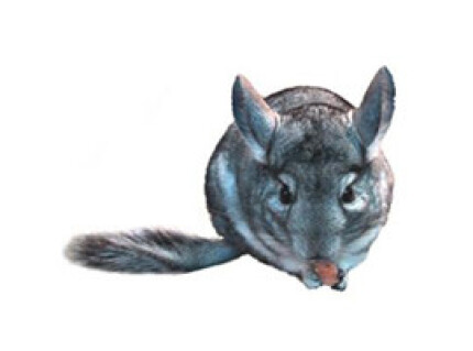 Chinchilla