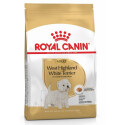 West Higland White terrier