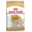 West Higland White terrier