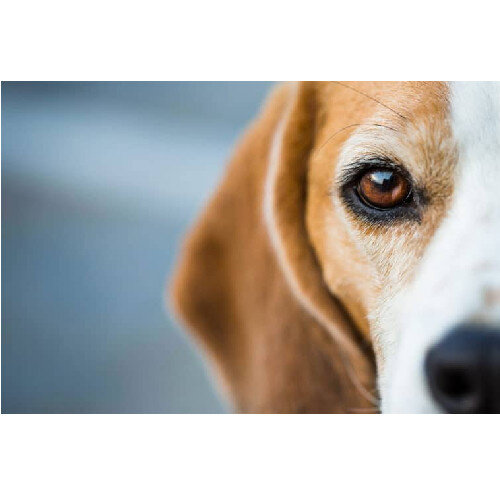 beagle prolapsus