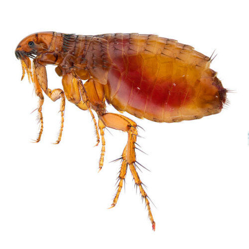 Puce de chat dans le lit : traitement radical de la literie !