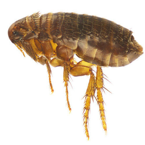 Puce de chat dans le lit : traitement radical de la literie !