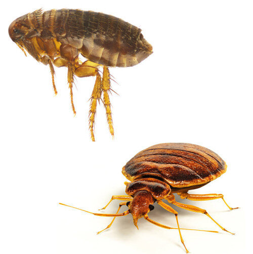 Puce de chat dans le lit : traitement radical de la literie !