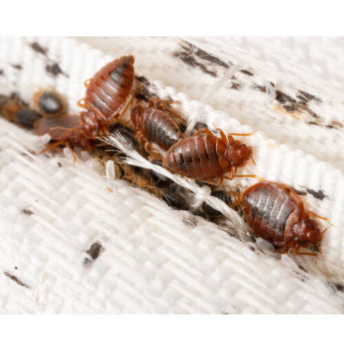 Quel est le spray punaise de lit le plus efficace ?