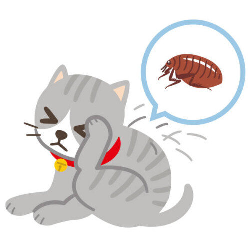 Collier anti puce chaton : À partir de quel âge ? Quelle efficacité !