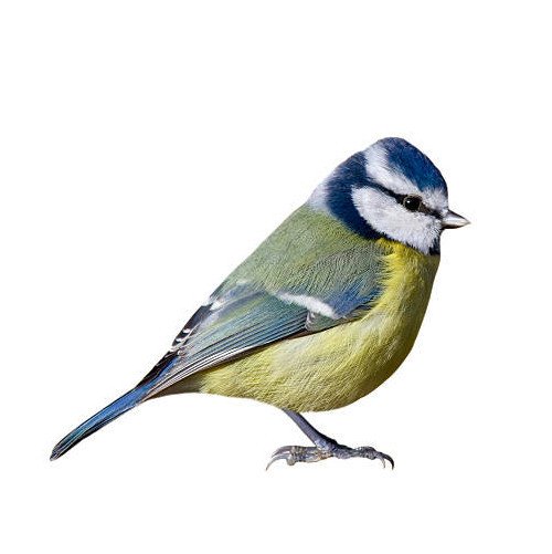 Nichoir mésange : préparation et installation du nid