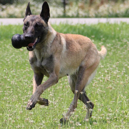 Harnais pour Malinois, Conseil d’achat !