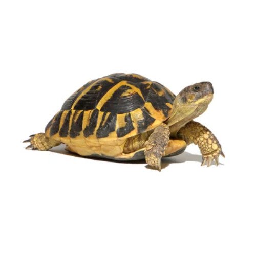 Que mange une tortue ? Nourriture pour tortue de terre Hermann