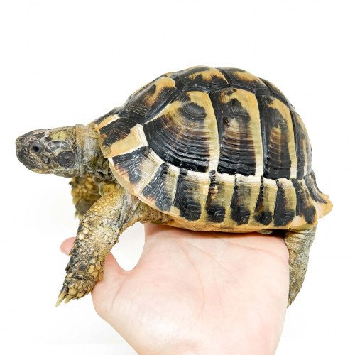 Que mange une tortue ? Nourriture pour tortue de terre Hermann