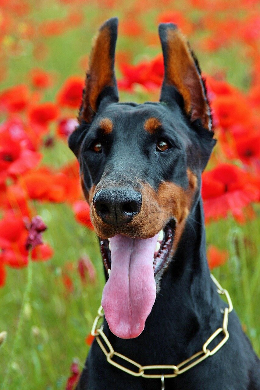Dobermann portrait