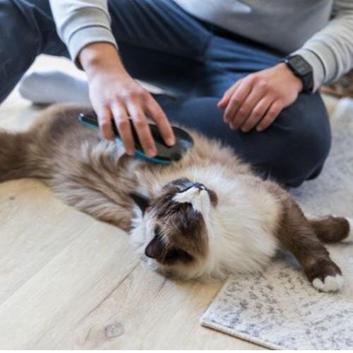 Boule de poils chat, Solution naturelle ! Résultat immédiat !