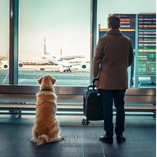 Chien en avion !  Quelles sont les réglementations ! Quelles précautions ?