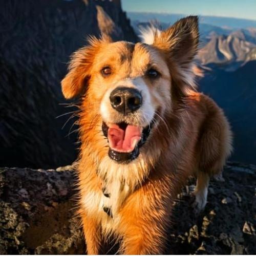 Mon chien mange son Caca ! Pourquoi ? Comment faire ?