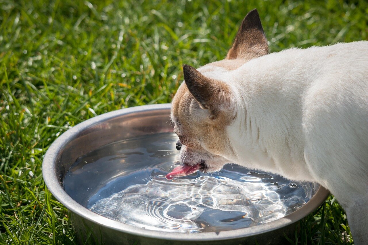 Les avantages de la pâtée pour chien : hydratation et plaisir