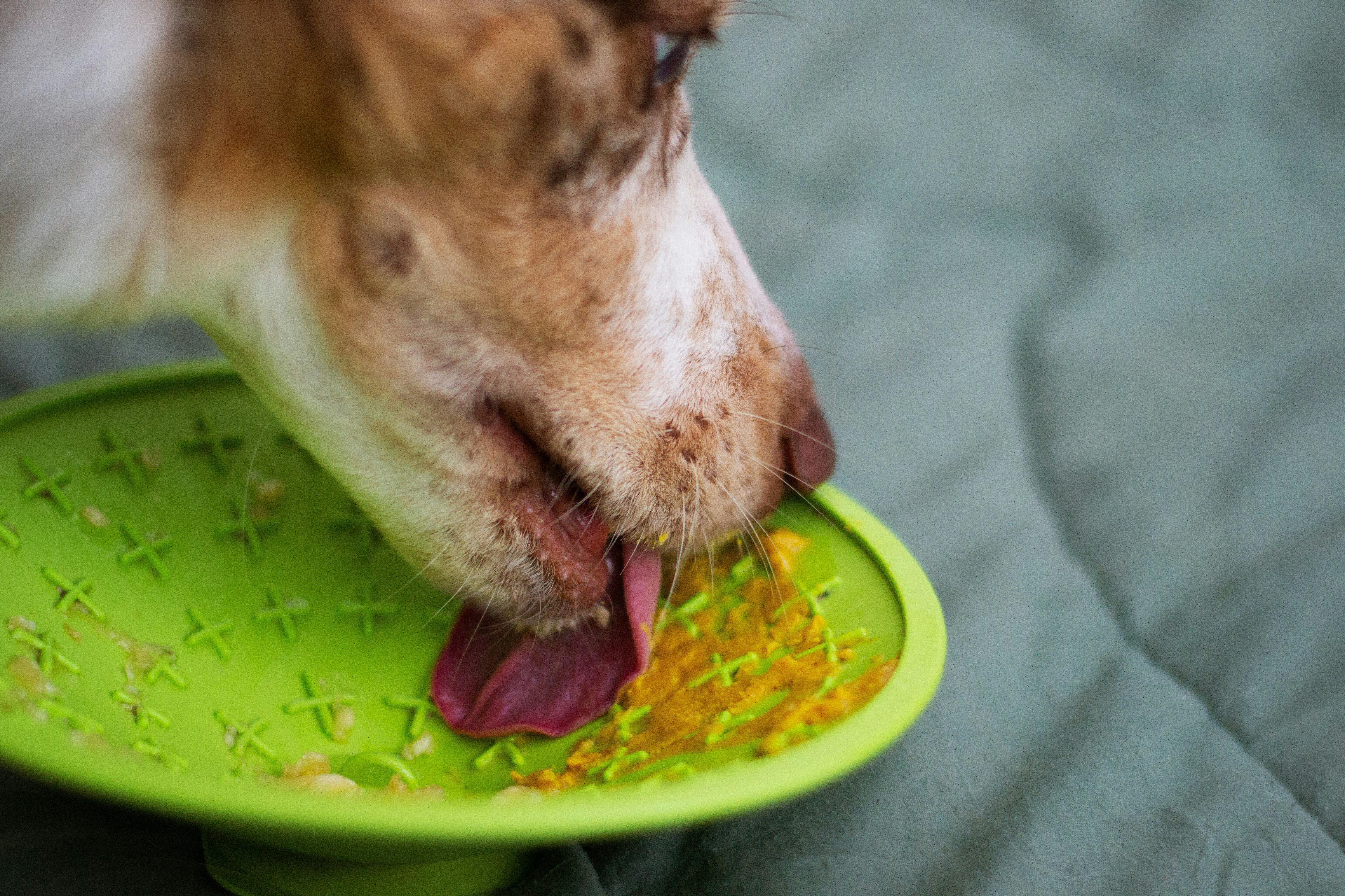 Les avantages de la pâtée pour chien : hydratation et plaisir