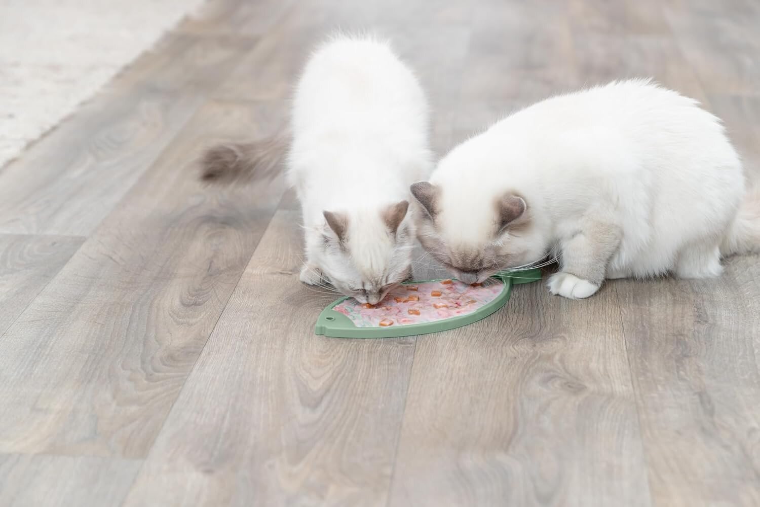 Tapis de léchage chien & chat : bienfaits, usage et tubes