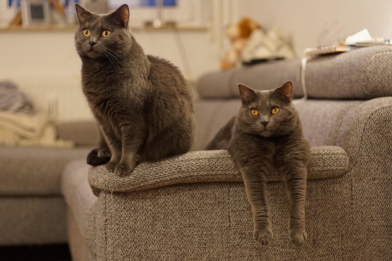 Deux Chartreux sur un canapé