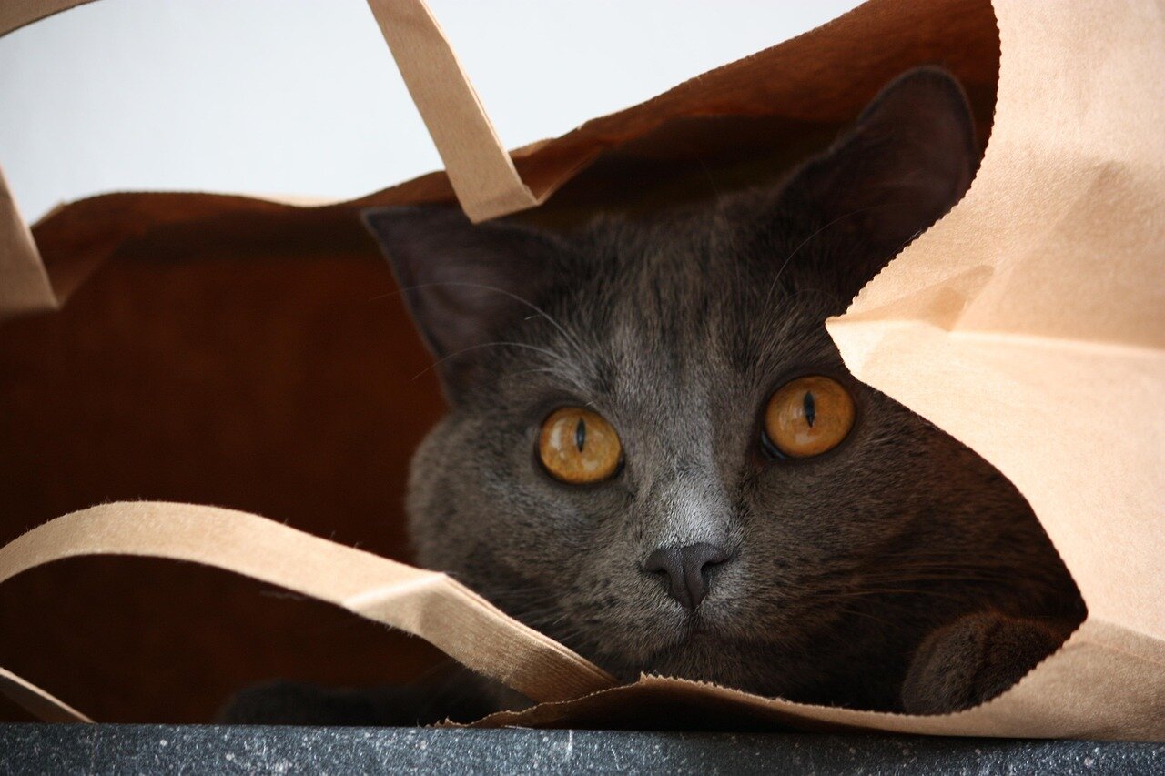 Chartreux dans un sac