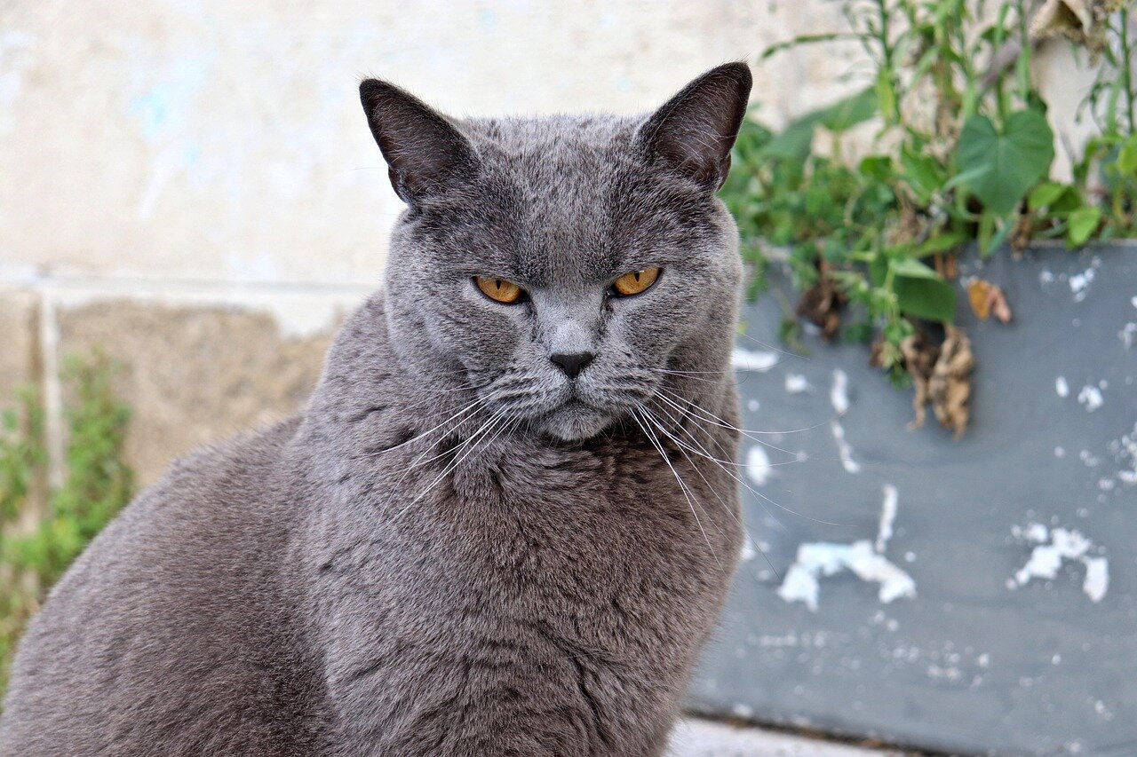 Chartreux gris attentif