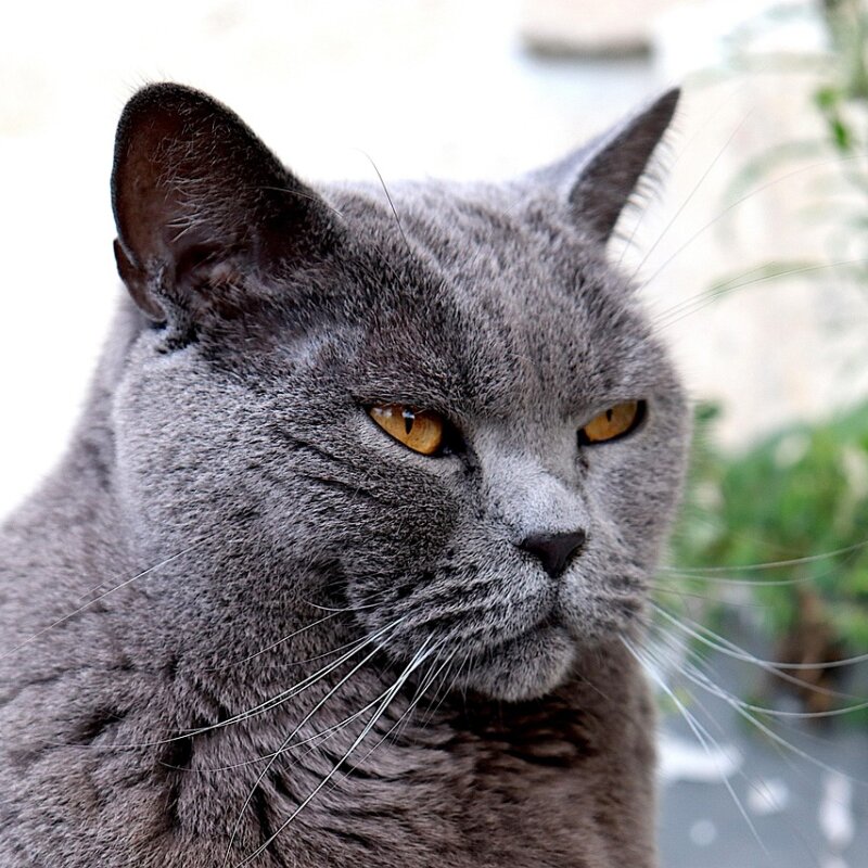 Chartreux aux yeux dorés