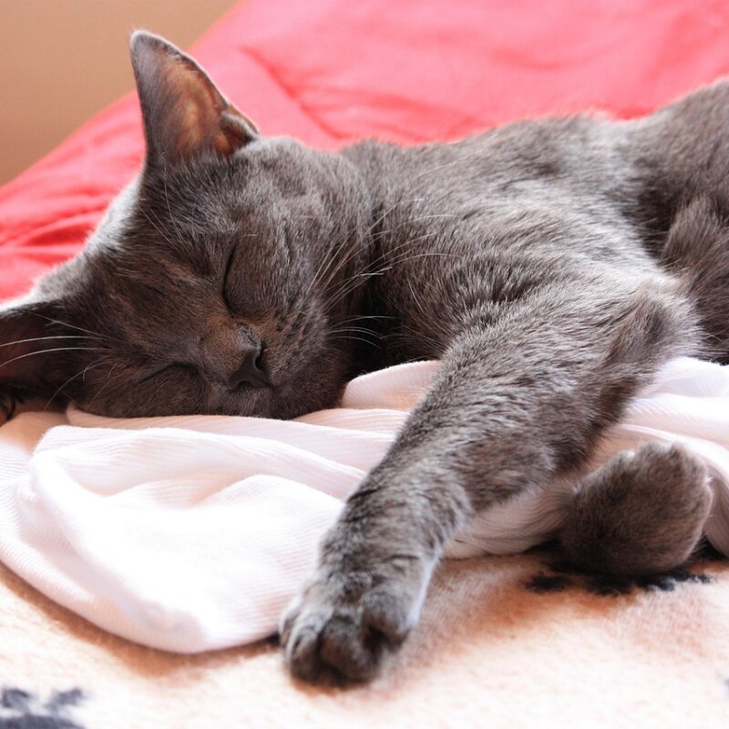 Chartreux couché