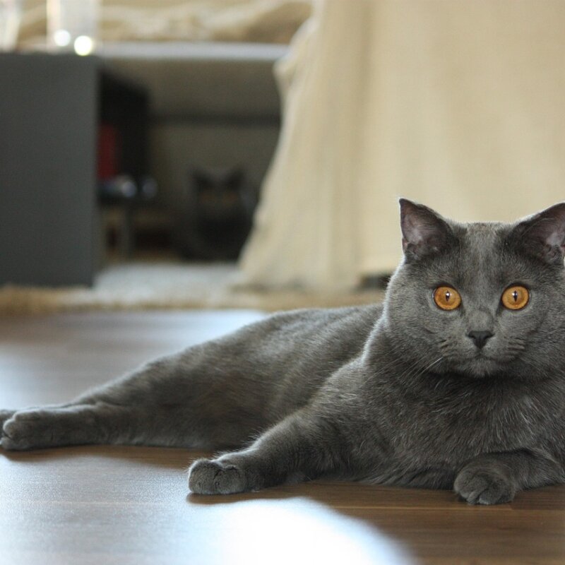 Chartreux allongé au sol