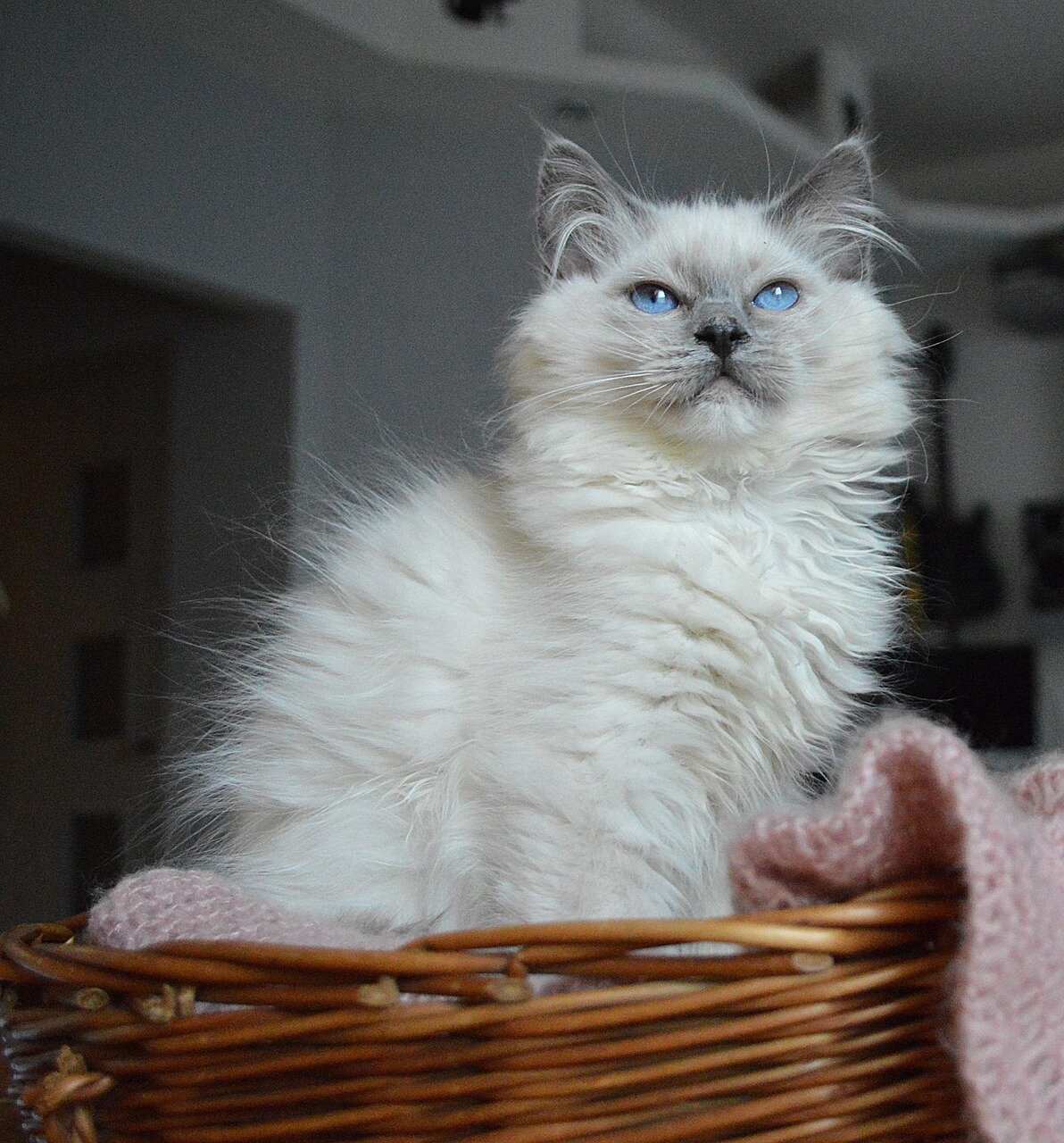 Ragdoll chat caractère doux et affectueux