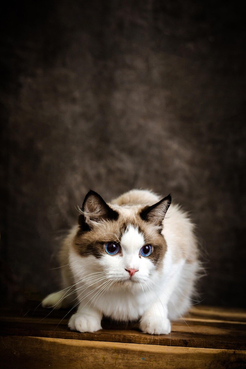 Ragdoll chaton éducation et apprentissage