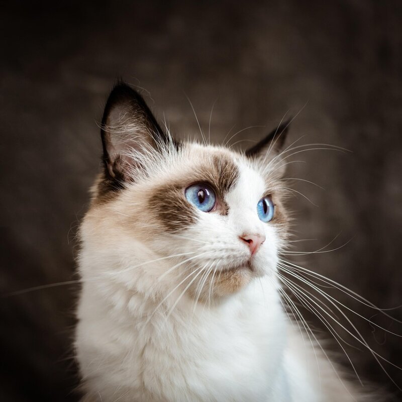 Ragdoll chat aux yeux bleus portrait